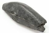 4.45" Fossil Sperm Whale (Scaldicetus) Tooth - South Carolina - #198785-1